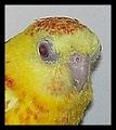 tete001